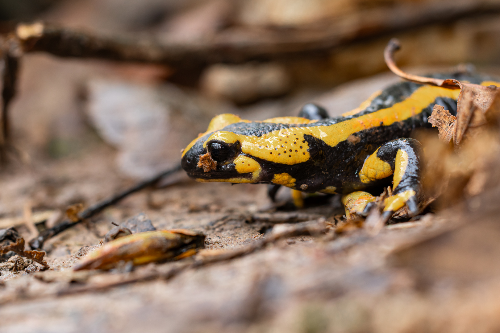 Feuersalamander (Salamandra salamandra)