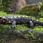 Feuersalamander (Salamandra salamandra)