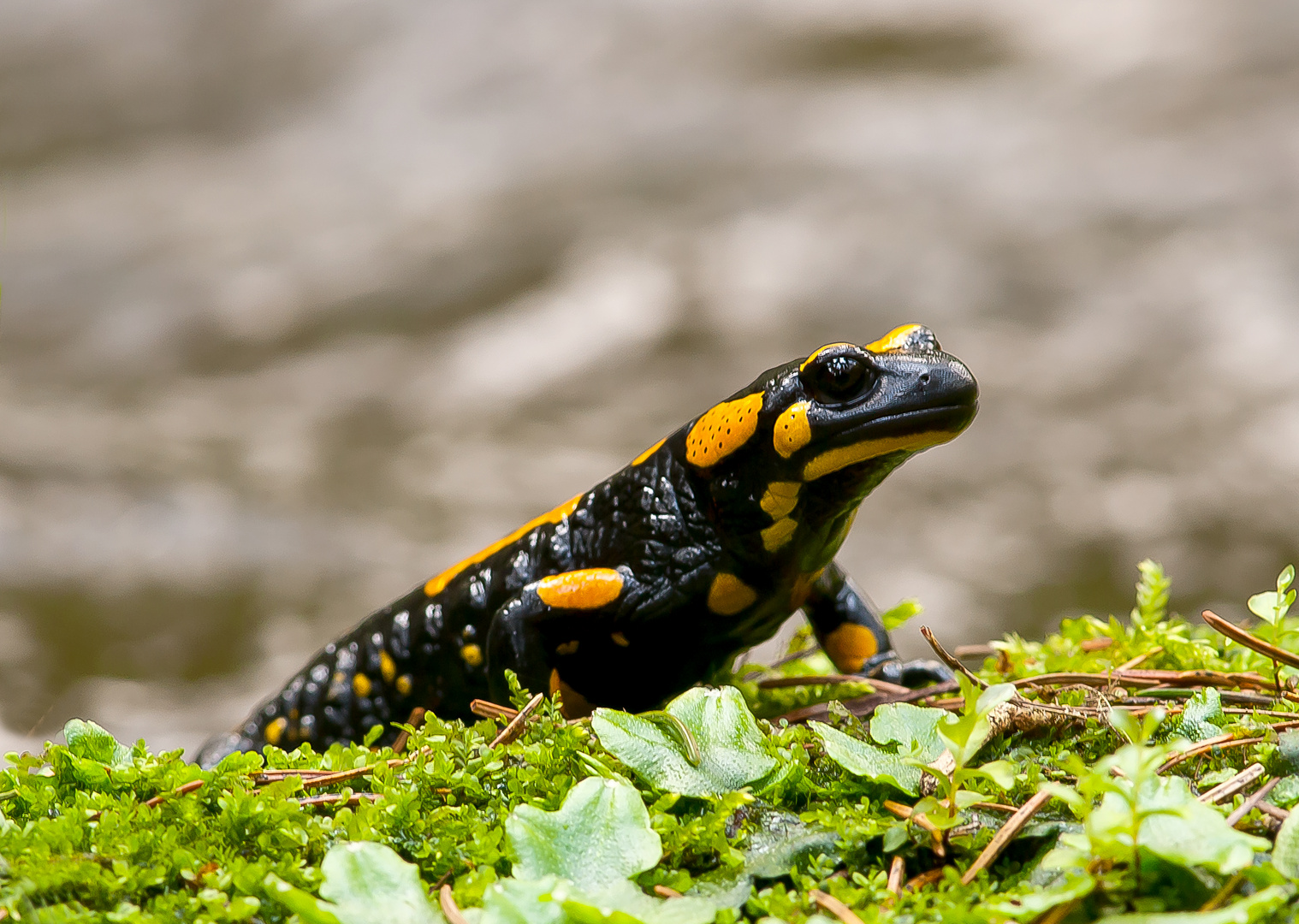 Feuersalamander (Salamandra salamandra)