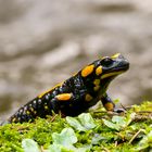 Feuersalamander (Salamandra salamandra)