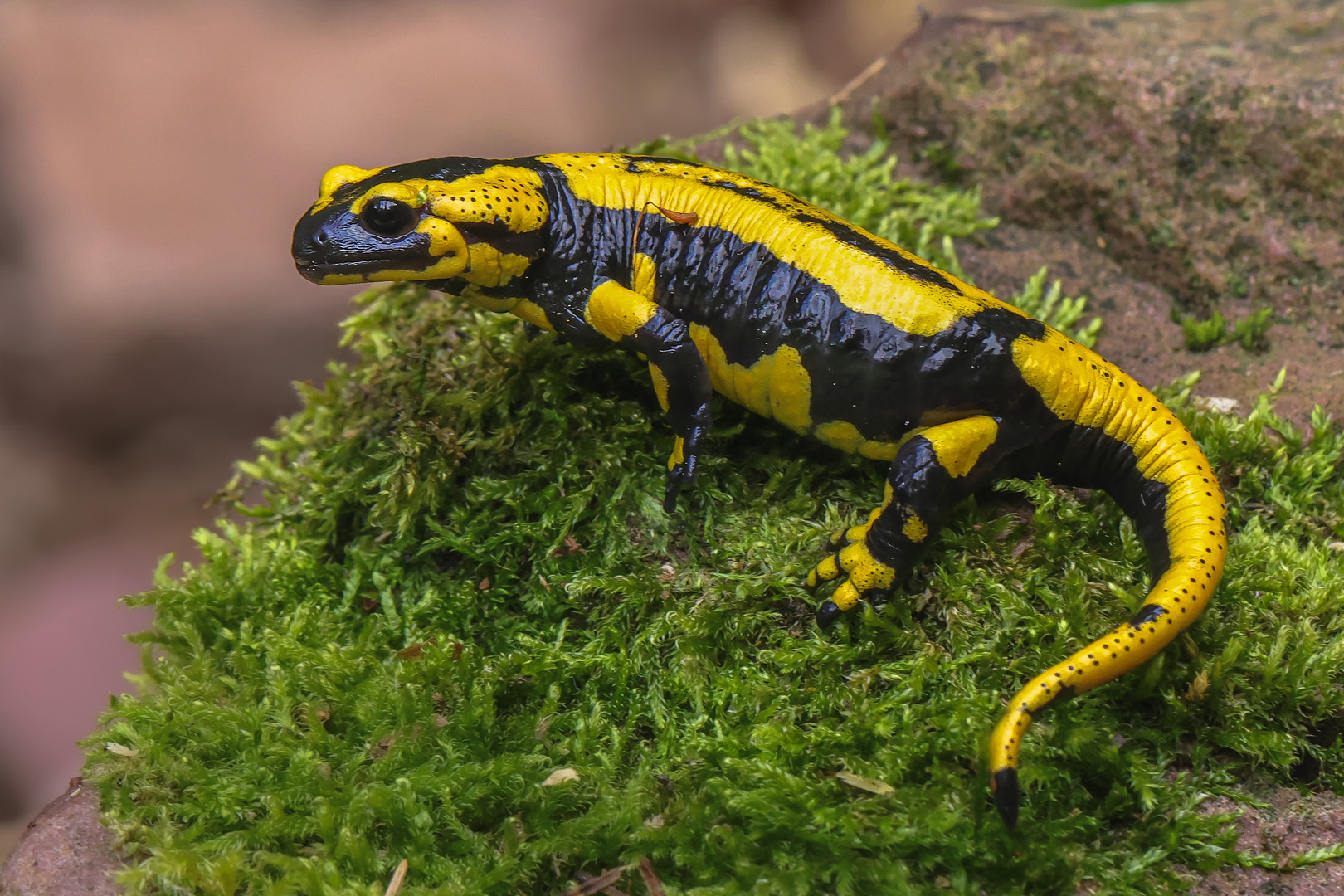 Feuersalamander ( salamandra salamandra )