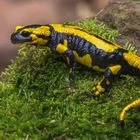 Feuersalamander ( salamandra salamandra )