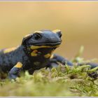 Feuersalamander (Salamandra salamandra)