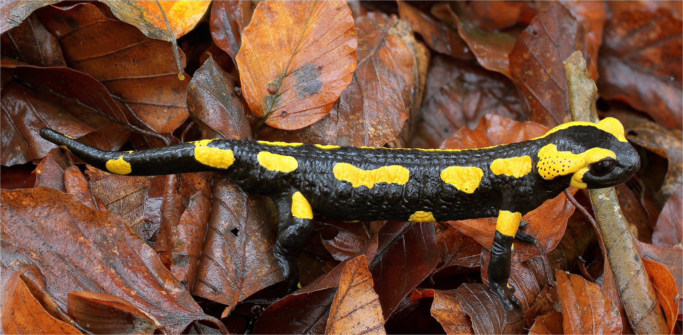  Feuersalamander (Salamandra salamandra)