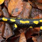 Feuersalamander (Salamandra salamandra)