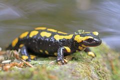 Feuersalamander (Salamandra salamandra)