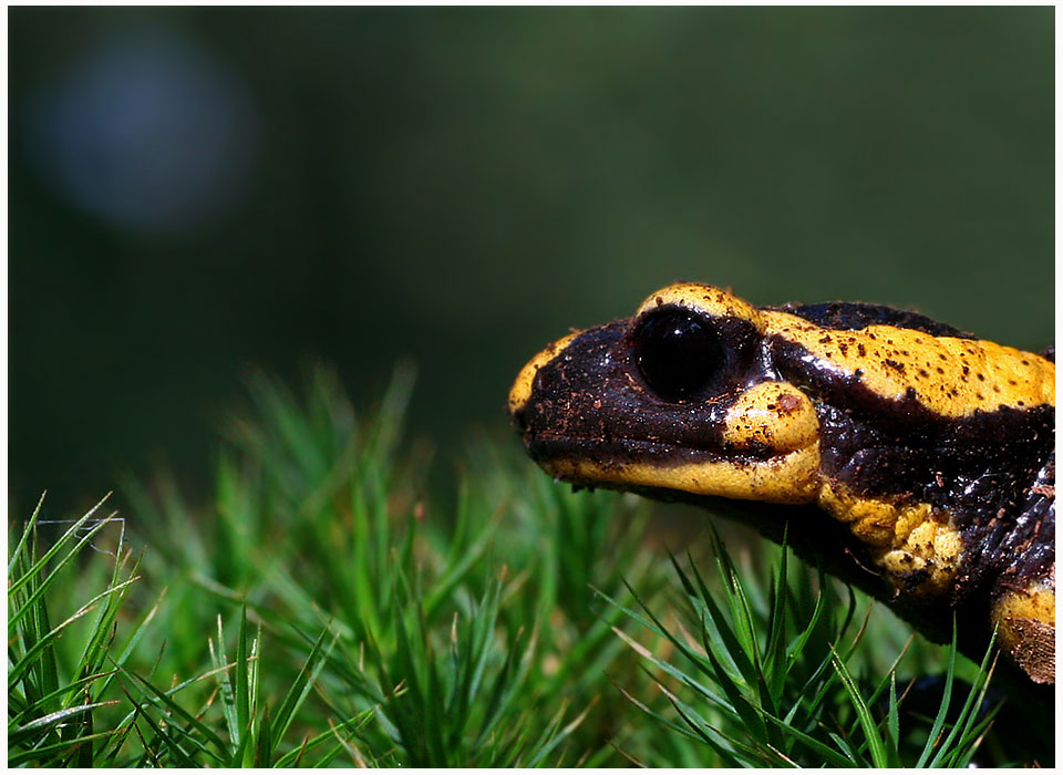 Feuersalamander - salamandra salamandra -