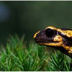 Feuersalamander - salamandra salamandra -