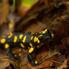 Feuersalamander (Salamandra salamandra)