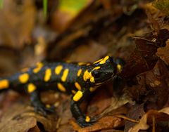 Feuersalamander (Salamandra salamandra)