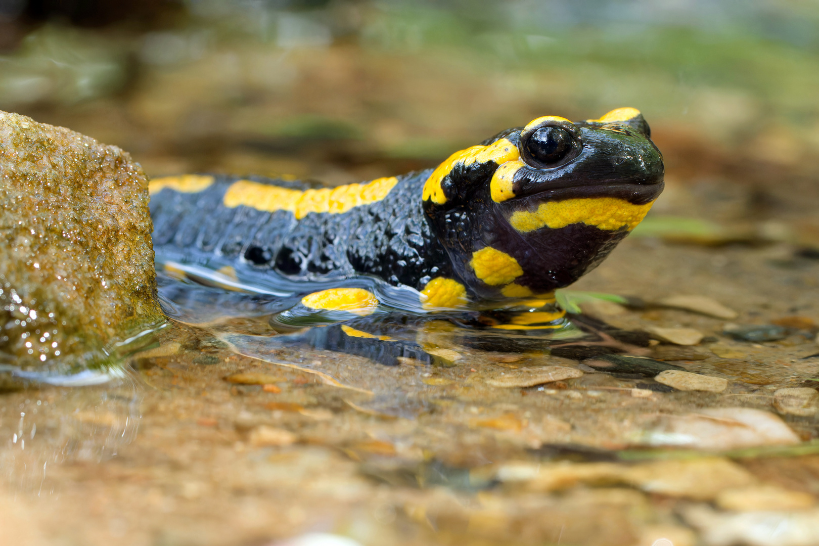 Feuersalamander  (Salamandra salamandra)  im Bach