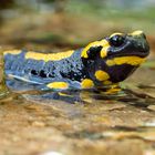 Feuersalamander  (Salamandra salamandra)  im Bach