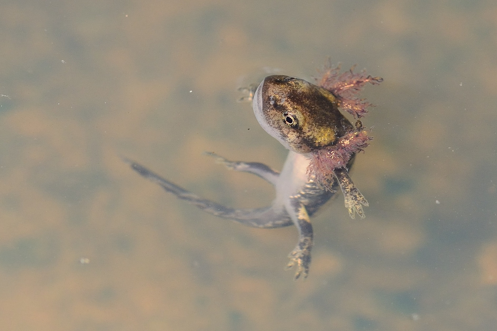 Feuersalamander (Salamandra salamandra), Larve mit Kiemen