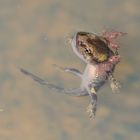 Feuersalamander (Salamandra salamandra), Larve mit Kiemen