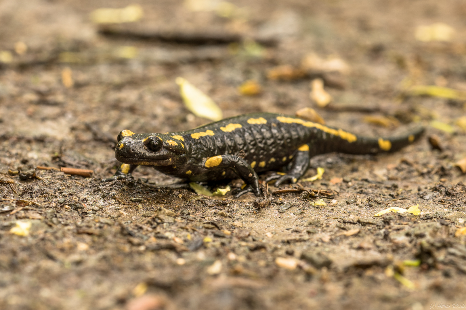 Feuersalamander - Salamandra salamandra (LINNAEUS, 1758)