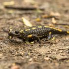 Feuersalamander - Salamandra salamandra (LINNAEUS, 1758)