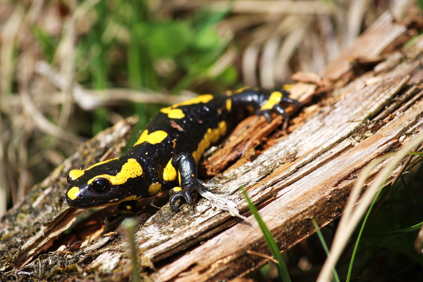 Feuersalamander (Salamandra salamandra terrestris)