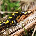 Feuersalamander (Salamandra salamandra terrestris)