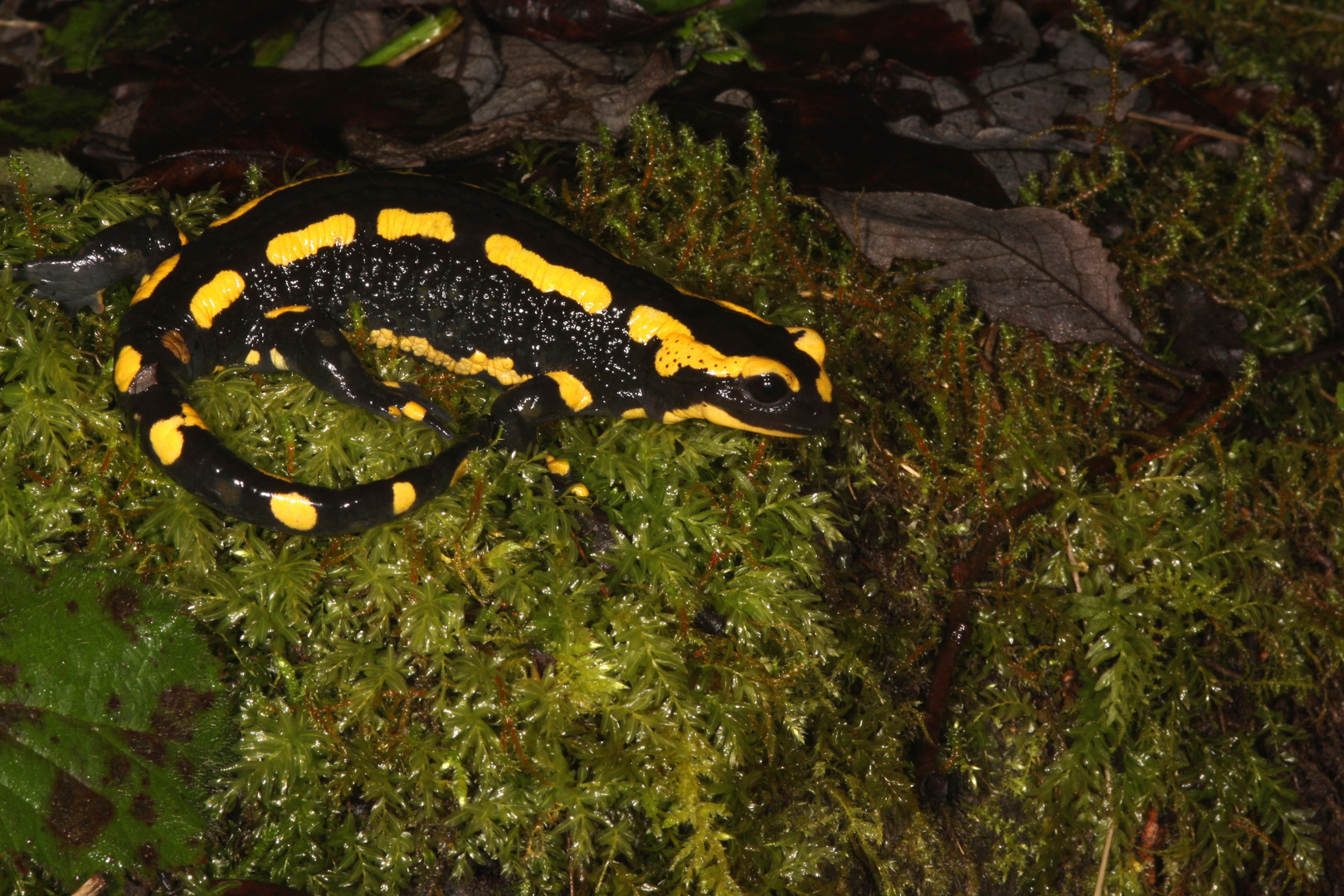 Feuersalamander (Salamandra salamandra terrestris)