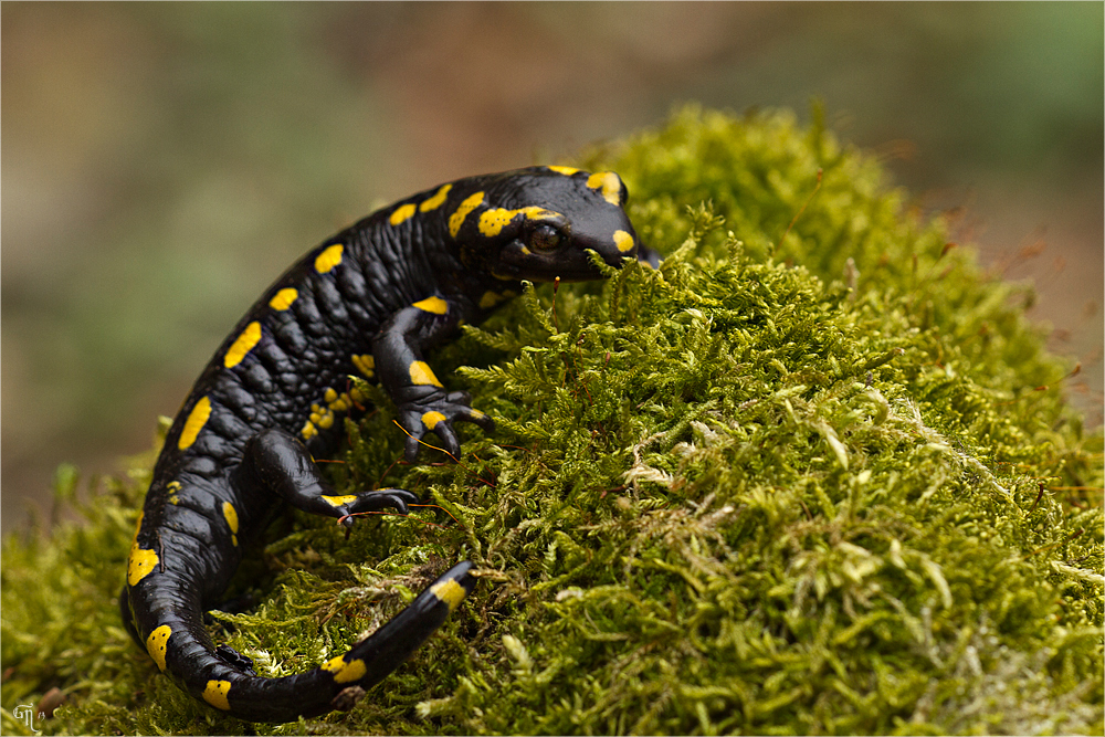 Feuersalamander - salamandre terrestre