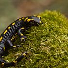 Feuersalamander - salamandre terrestre