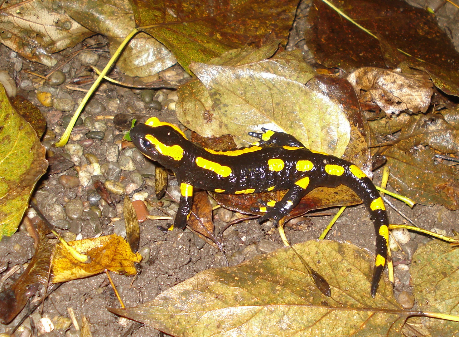 Feuersalamander Schnitt_DSC07792