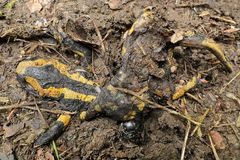 Feuersalamander – Tod