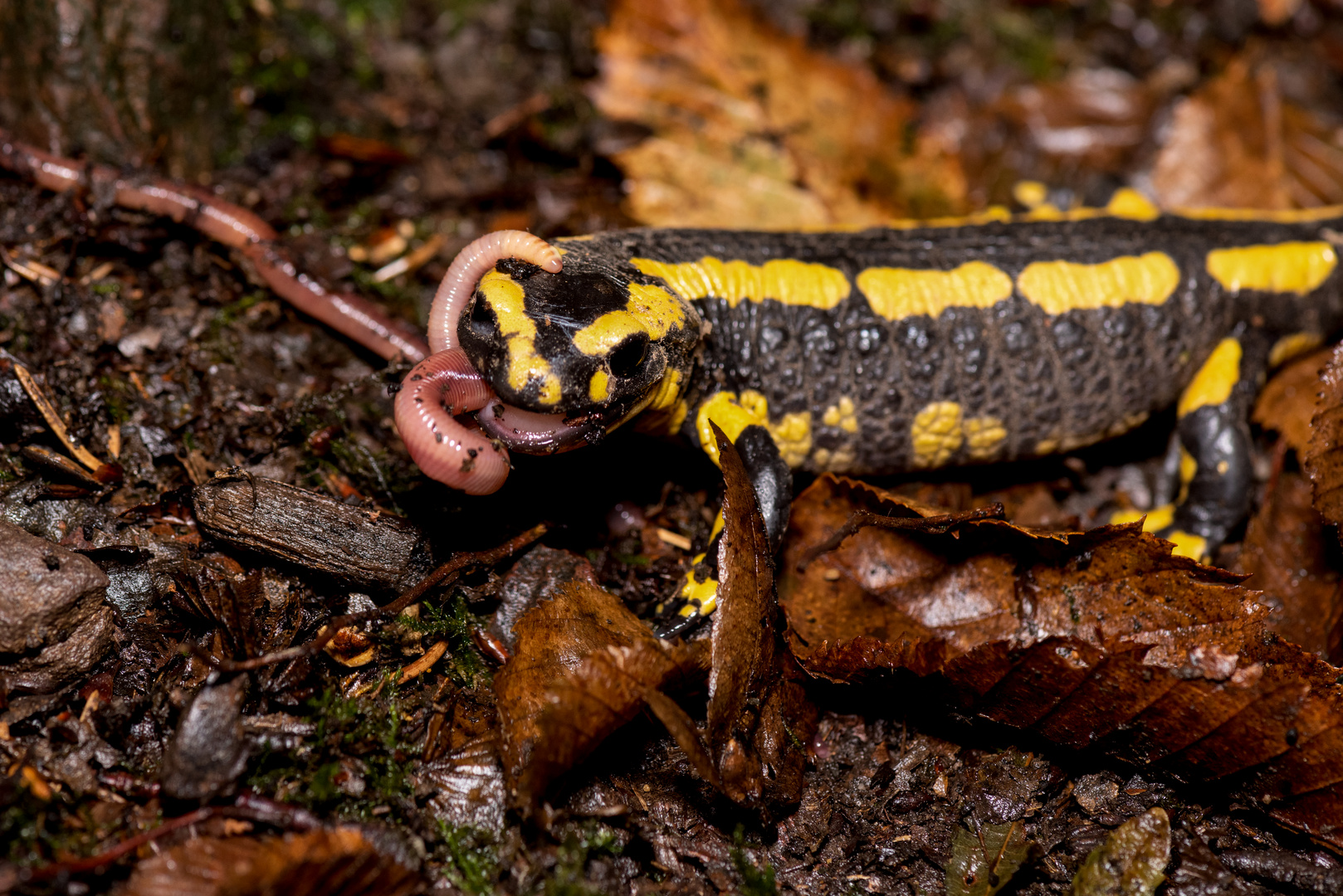 Feuersalamander verspeist einen Regenwurm