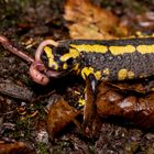 Feuersalamander verspeist einen Regenwurm