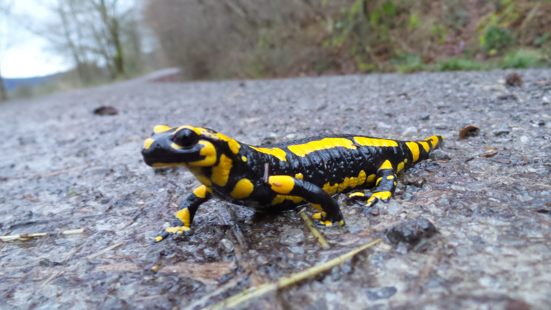 Feuersalamander viel zu bald aus der Winterstarre wach