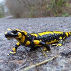 Feuersalamander viel zu bald aus der Winterstarre wach