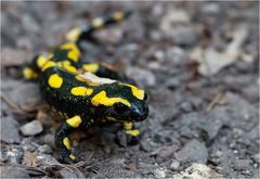 Feuersalamander (wildlife)