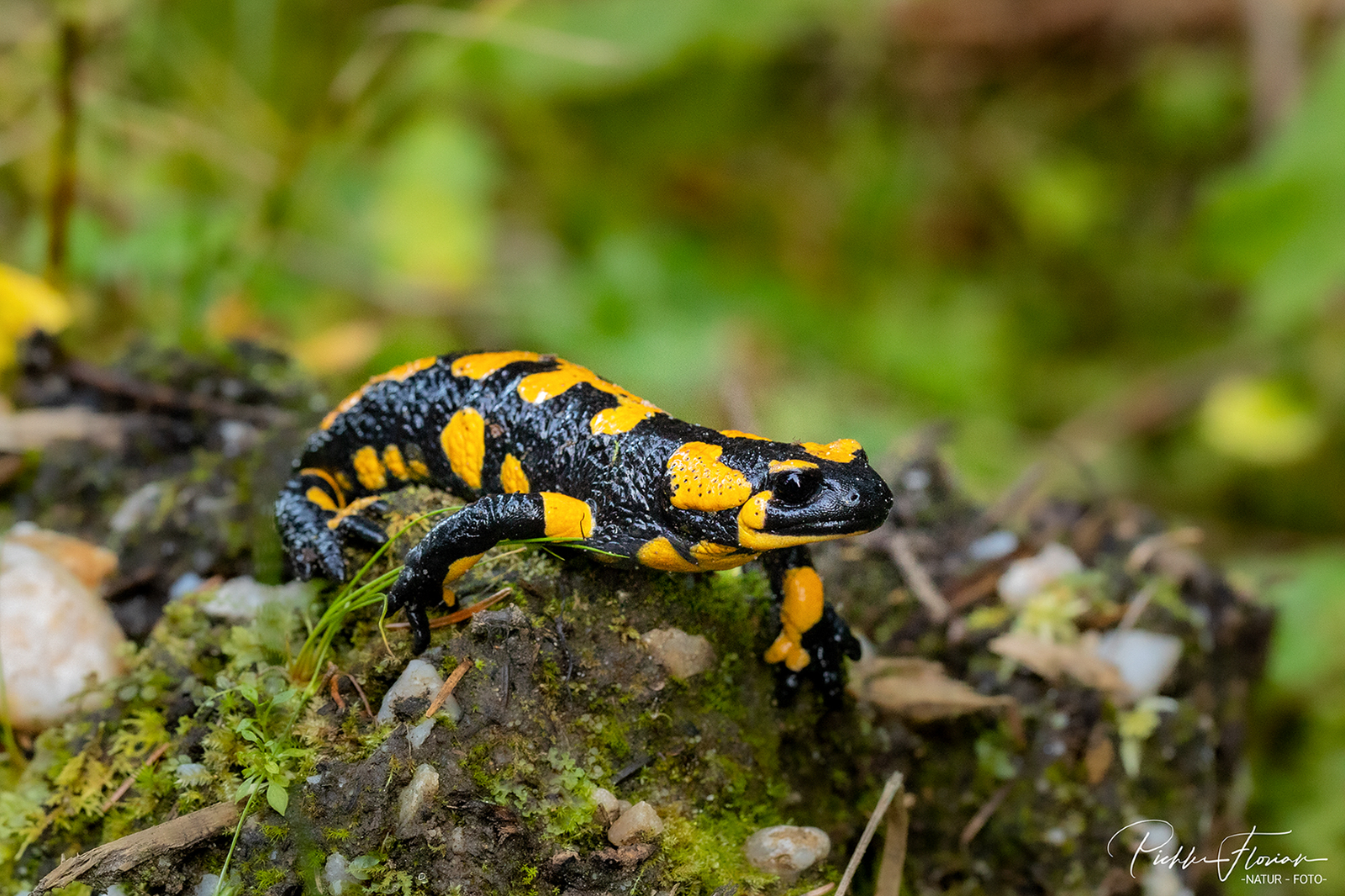 Feuersalamander(2)