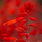 Feuersalbei (Salvia splendens)...
