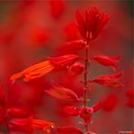 Feuersalbei (Salvia splendens)...