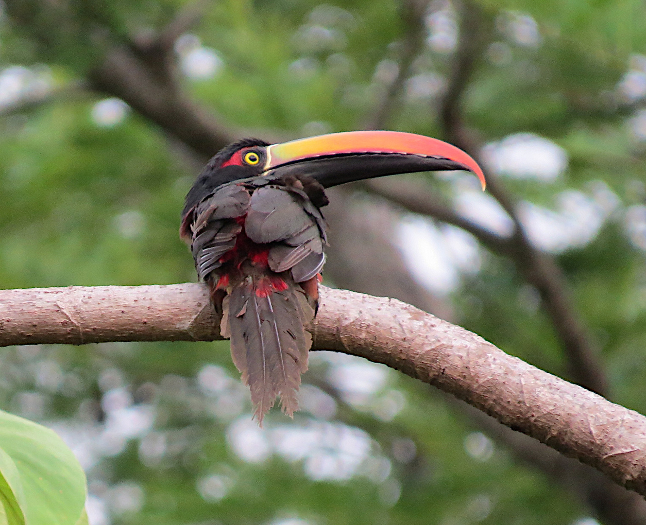 Feuerschnabelarassari (Pteroglossus frantzii)_La Gamba