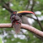 Feuerschnabelarassari (Pteroglossus frantzii)_La Gamba