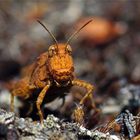 "Feuerschrecke"` ?  Rotflügelige Ödlandschrecke