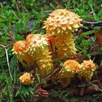 Feuerschüpplinge (Pholiota flammans)