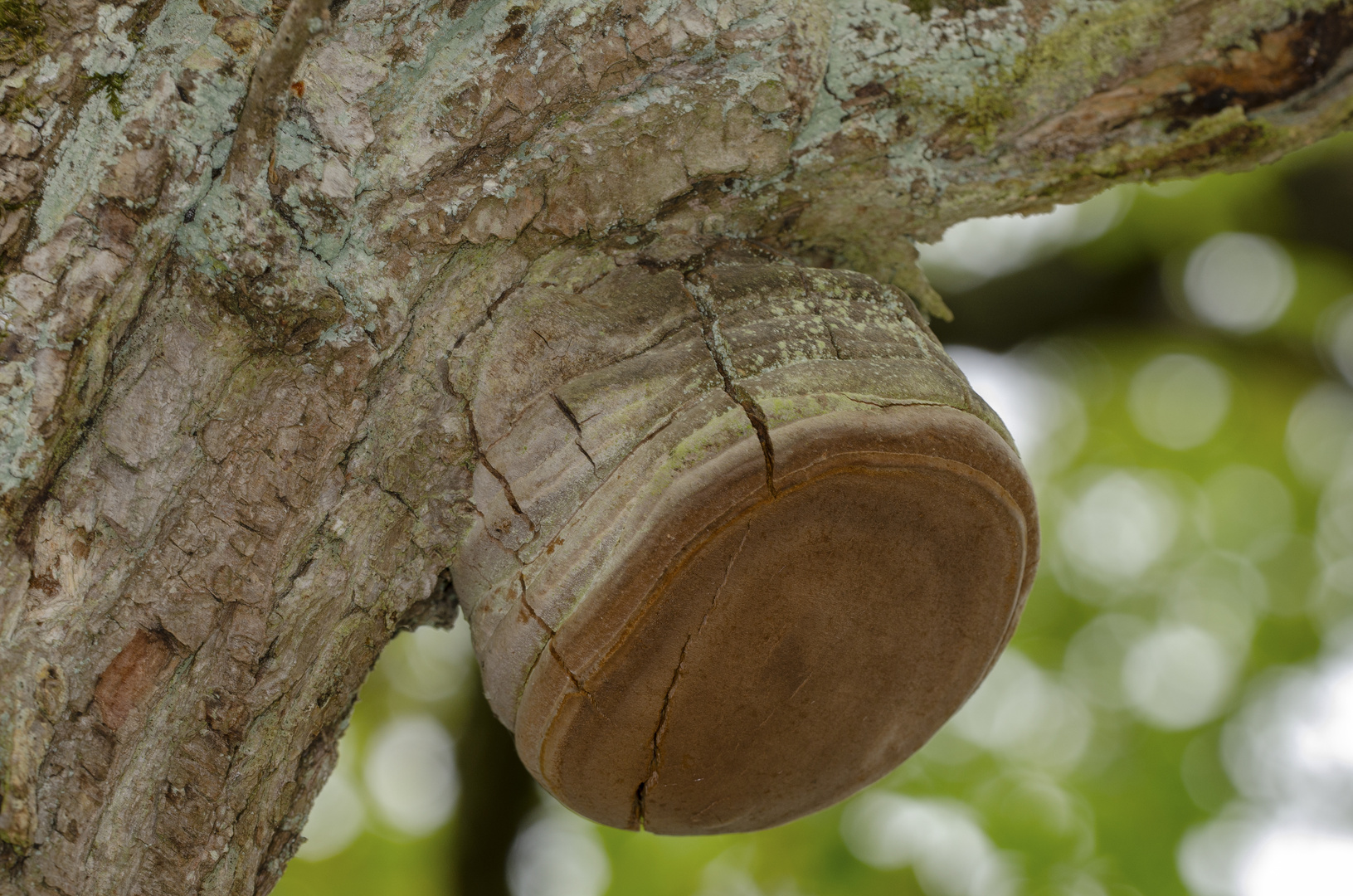 Feuerschwamm (Phellinus ignarius)