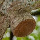 Feuerschwamm (Phellinus ignarius)