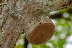 Feuerschwamm (Phellinus ignarius)