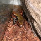 feuerskink