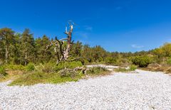 Feuersteinfelder - Insel Rügen (01)