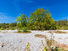 Feuersteinfelder - Insel Rügen (02)