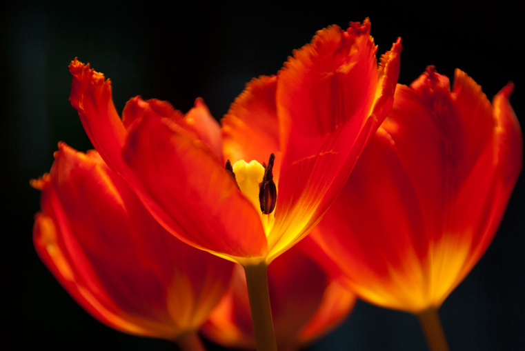 Feuertulpe