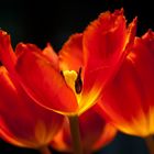 Feuertulpe