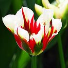 Feuertulpe