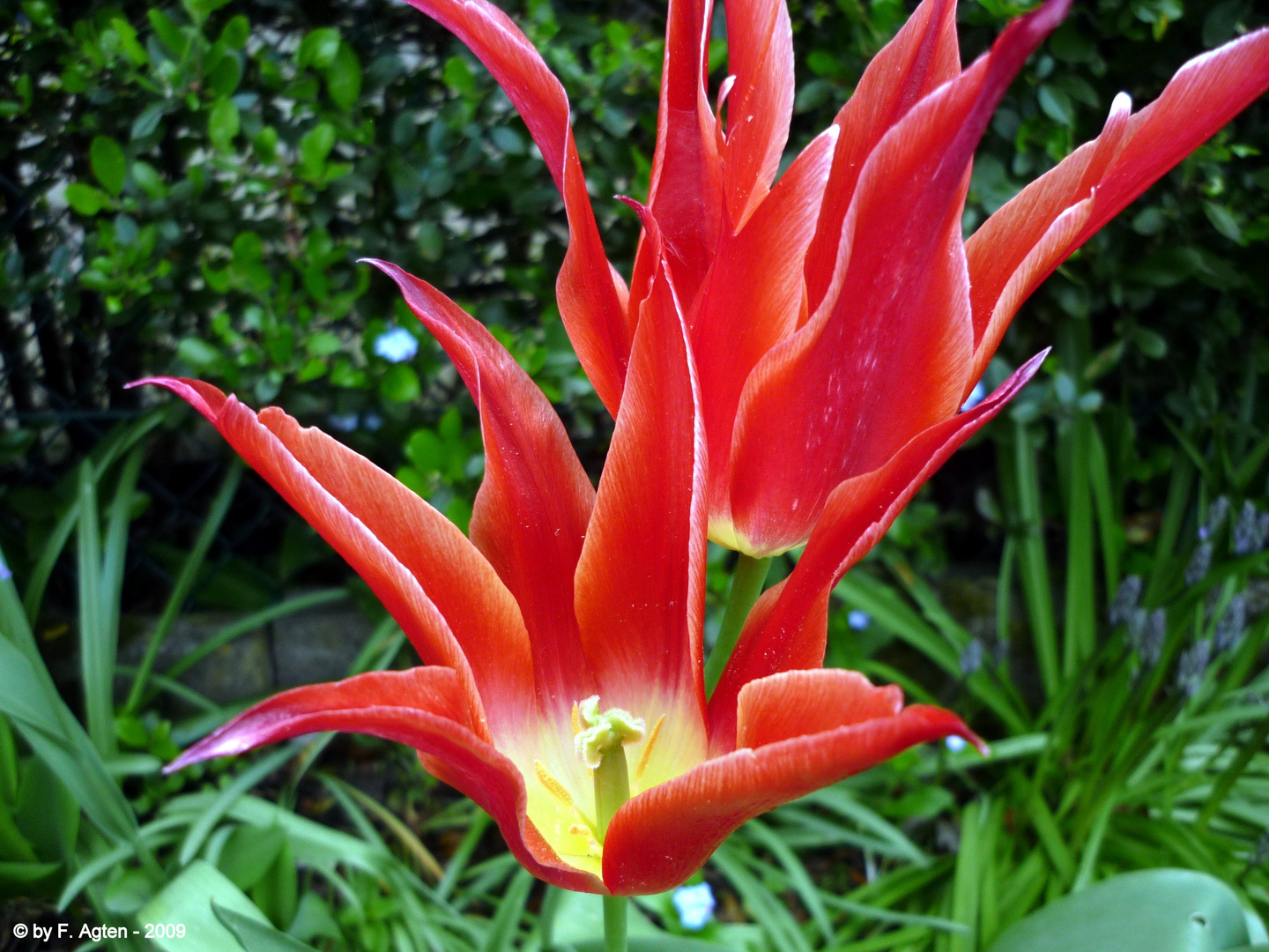 "Feuertulpe"