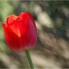 Feuertulpe